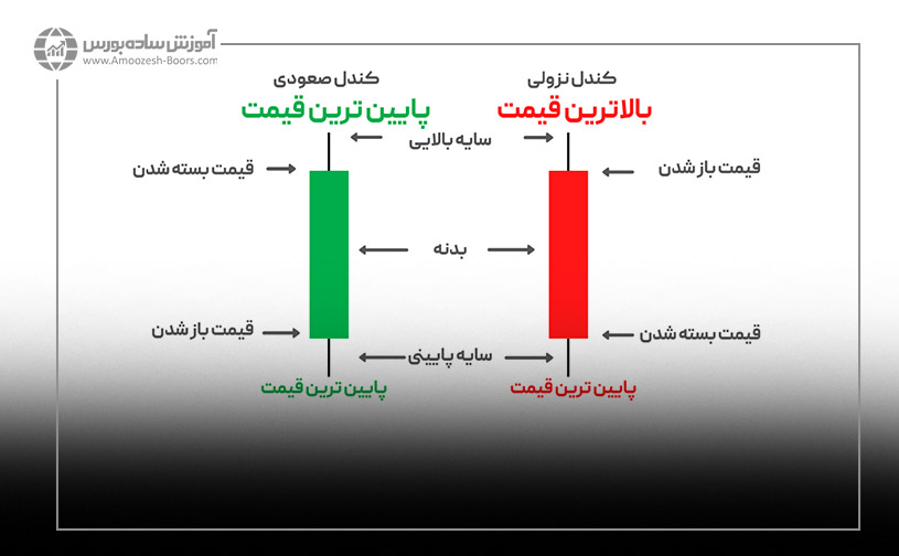 آناتومی کندل ژاپنی